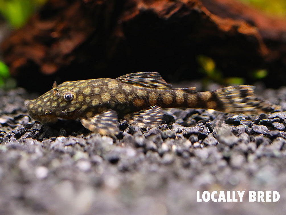 L528 Pleco - Rio Paraguay Bristlenose Pleco (Ancistrus sp. "Rio Paraguay") – Tank-Bred