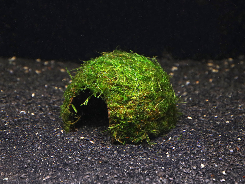 Java Moss on Coconut Half (Vesicularia dubyana on Coconut Half)