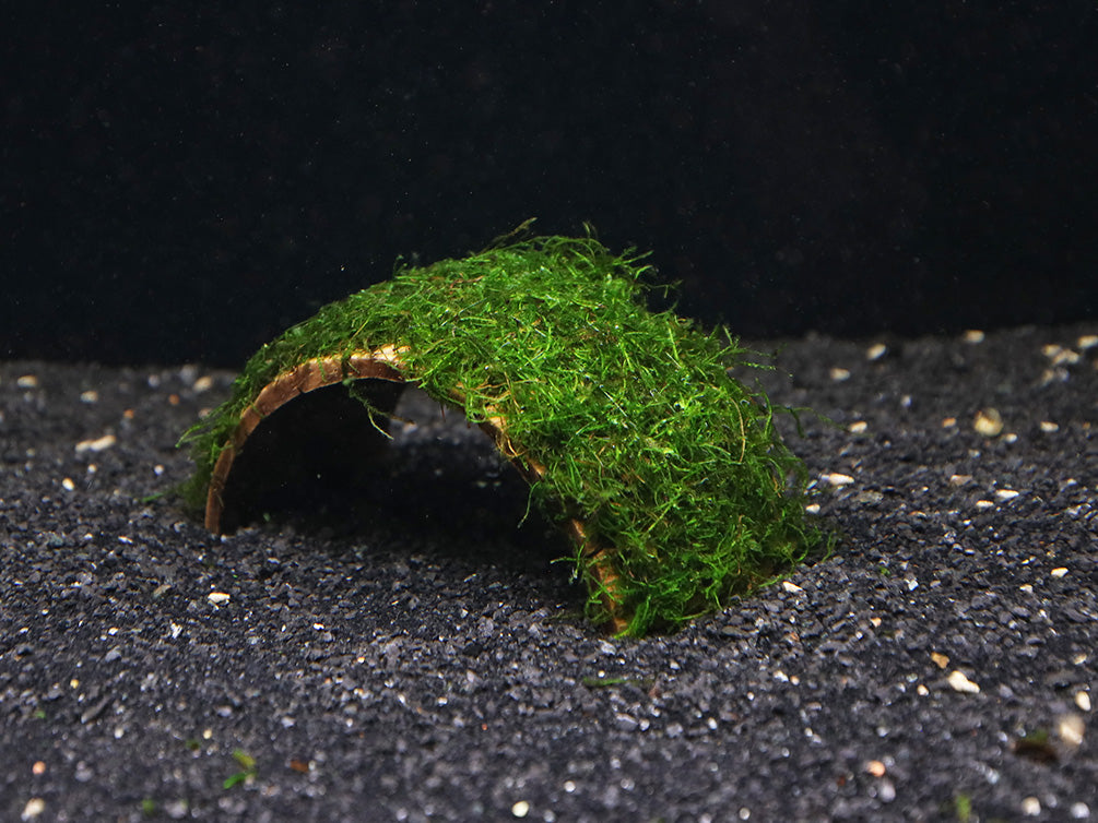 Java Moss on Coconut Bridge (Vesicularia dubyana on Coconut Bridge)