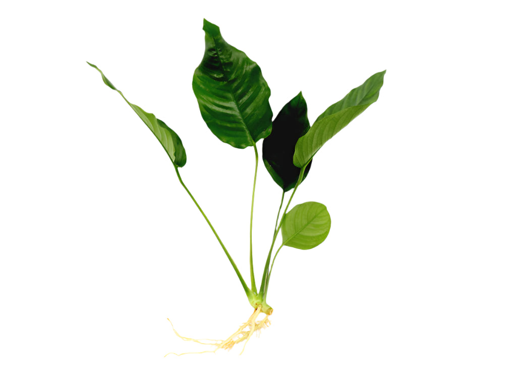 Anubias barteri 'Crispus' (Anubias sp.)