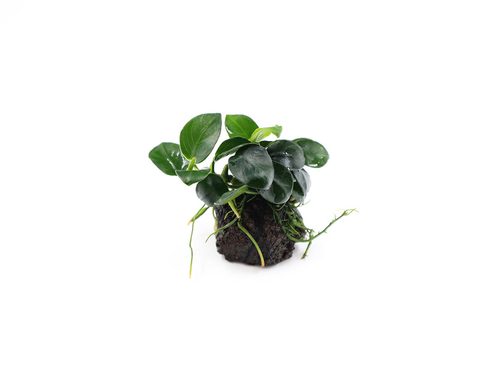 Anubias barteri 'Petite Round' on Lava Stone