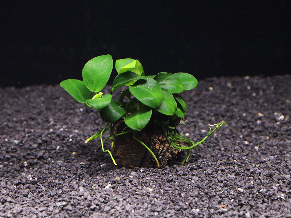 Anubias barteri 'Petite Round' on Lava Stone