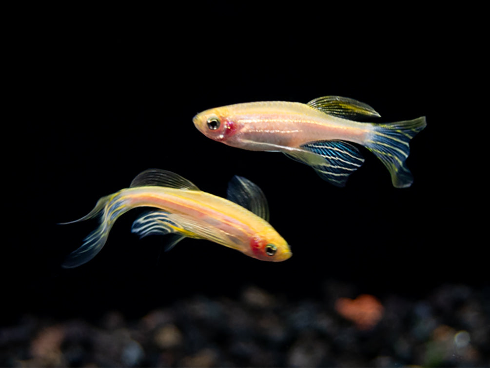 Longfin Golden Zebra Danio (Brachydanio rerio) - Tank Bred