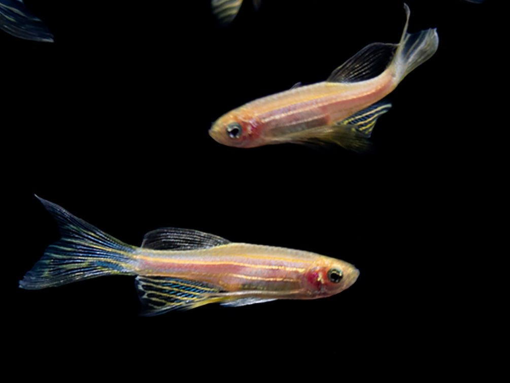 Longfin Golden Zebra Danio (Brachydanio rerio) - Tank Bred