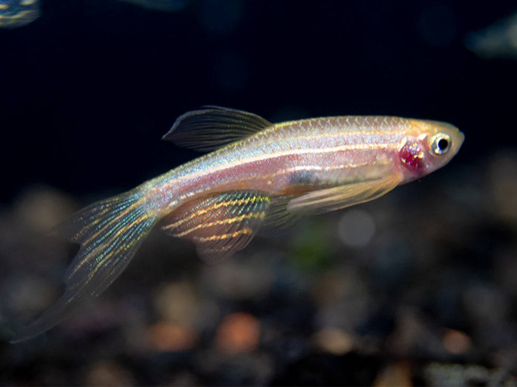 Longfin Golden Zebra Danio (Brachydanio rerio) - Tank Bred