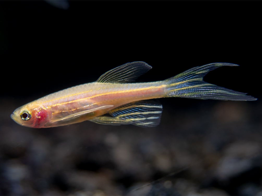 Longfin Golden Zebra Danio (Brachydanio rerio) - Tank Bred