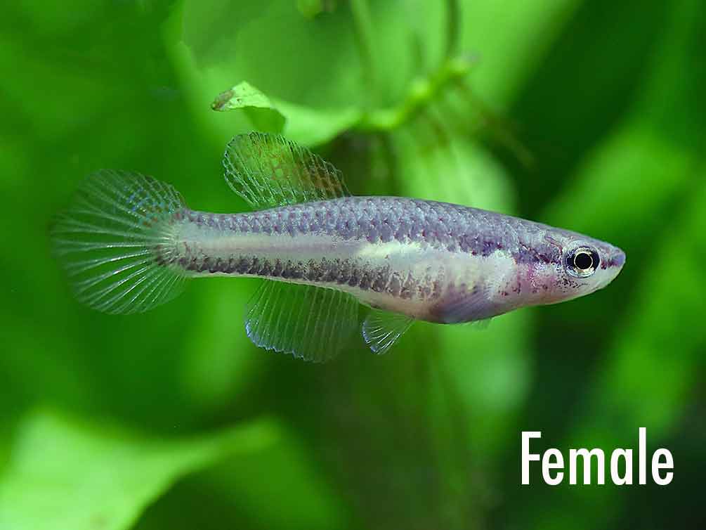 Lagos Red Killifish (Fundulopanchax gardneri 'Lagos') – Tank-Bred