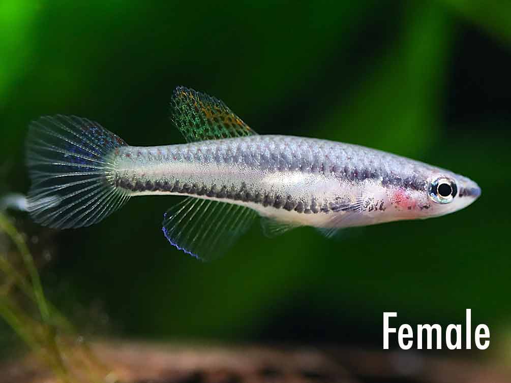 Lagos Red Killifish (Fundulopanchax gardneri 'Lagos') – Tank-Bred