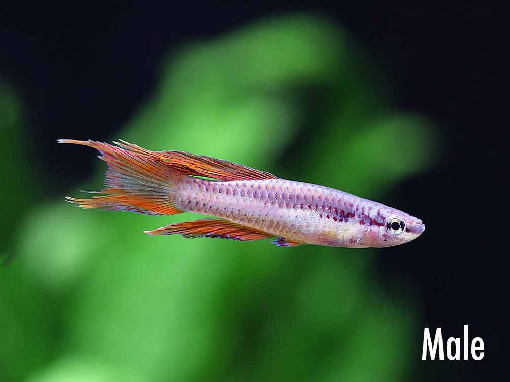 Lagos Red Killifish (Fundulopanchax gardneri 'Lagos') – Tank-Bred