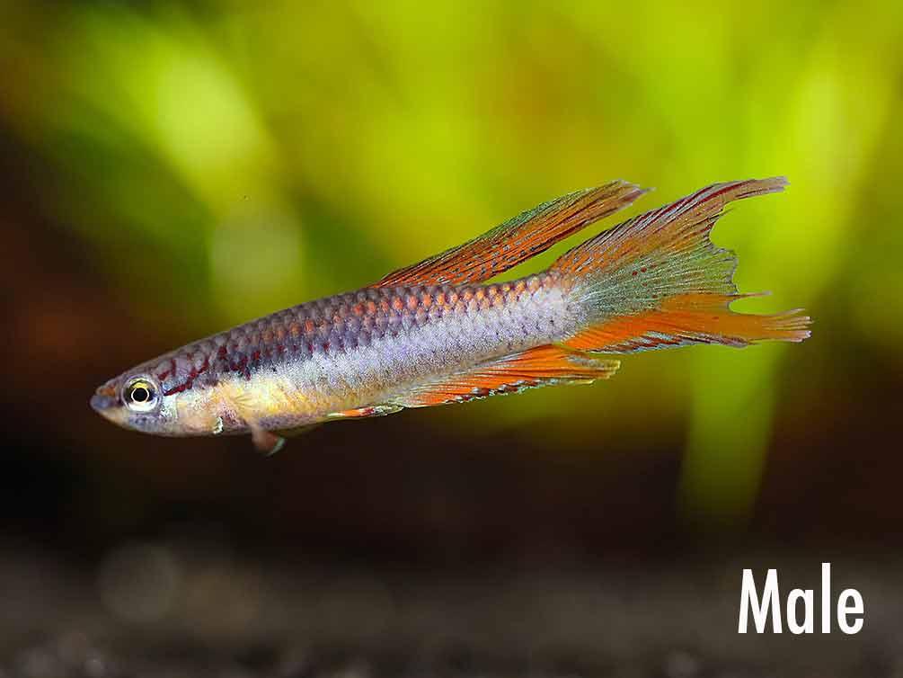 Lagos Red Killifish (Fundulopanchax gardneri 'Lagos') – Tank-Bred