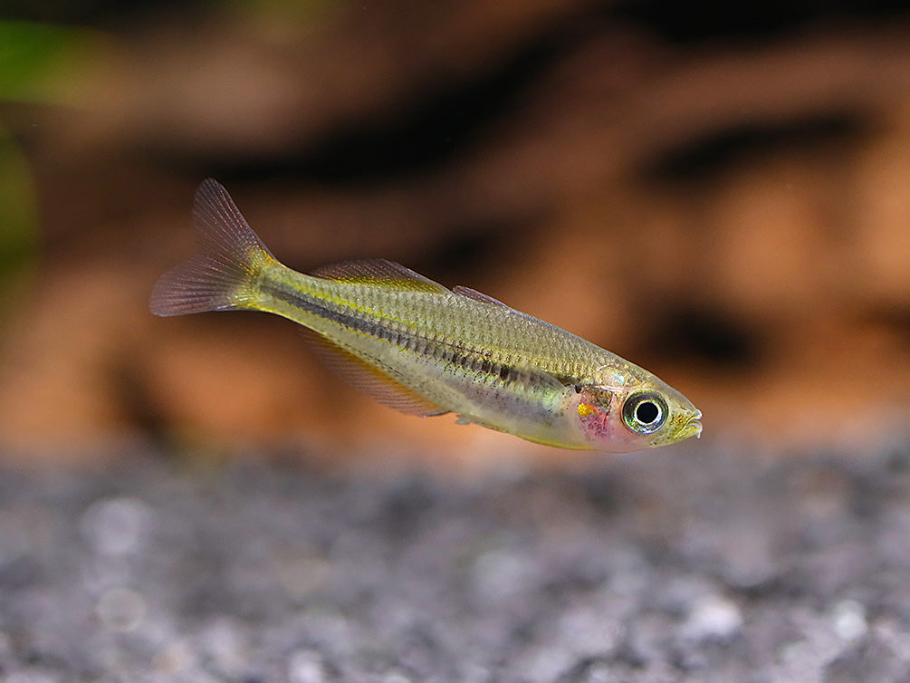 Lake Tebera Rainbowfish (Melanotaenia herbertaxelrodi) juvenile tank-bred rainbowfish in a freshwater aquarium