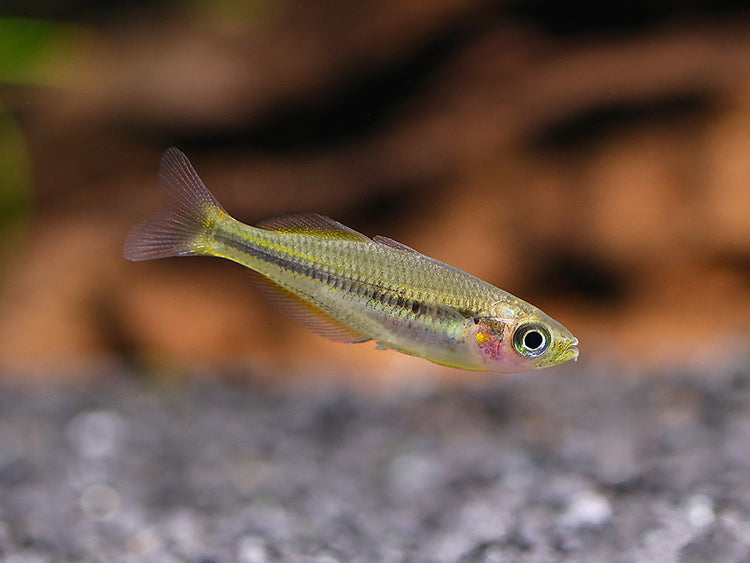 Lake Tebera Rainbowfish (Melanotaenia herbertaxelrodi) juvenile tank-bred rainbowfish in a freshwater aquarium