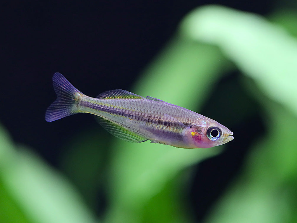 Lake Tebera Rainbowfish (Melanotaenia herbertaxelrodi) juvenile tank-bred rainbowfish in a freshwater aquarium