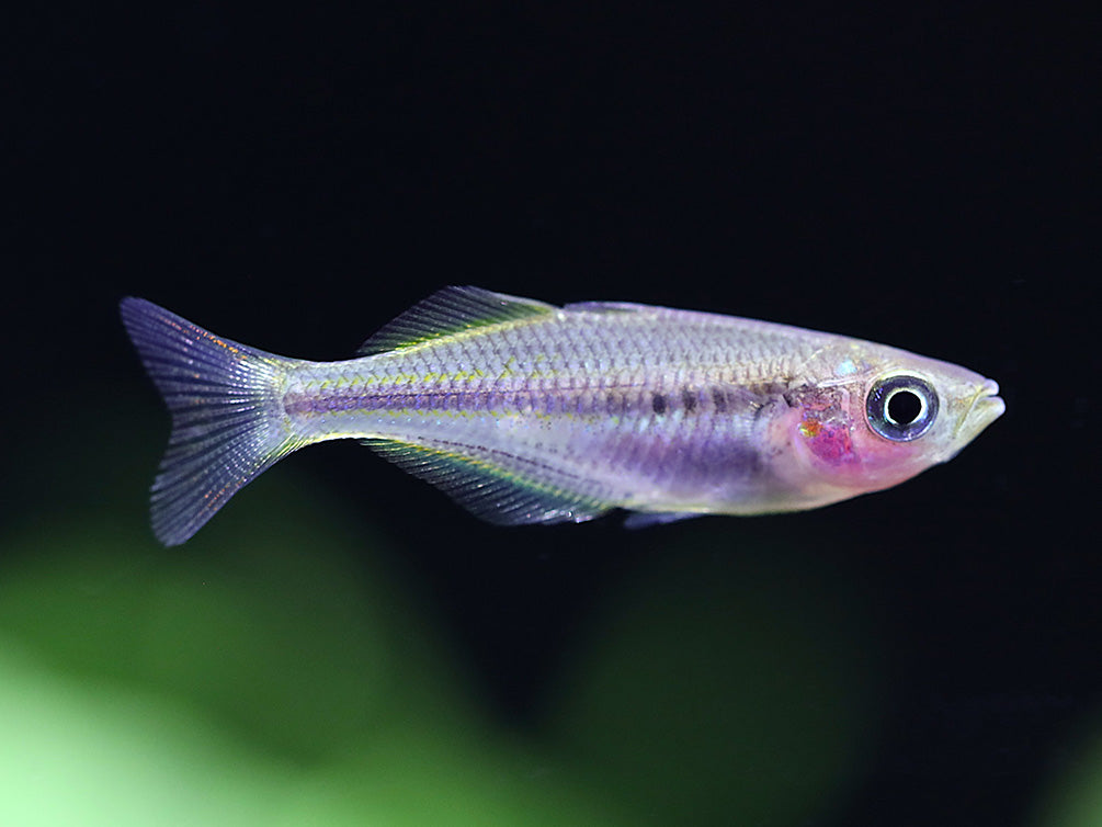 Lake Tebera Rainbowfish (Melanotaenia herbertaxelrodi) juvenile tank-bred rainbowfish in a freshwater aquarium