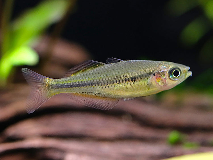 Lake Tebera Rainbowfish (Melanotaenia herbertaxelrodi) juvenile tank-bred rainbowfish in a freshwater aquarium