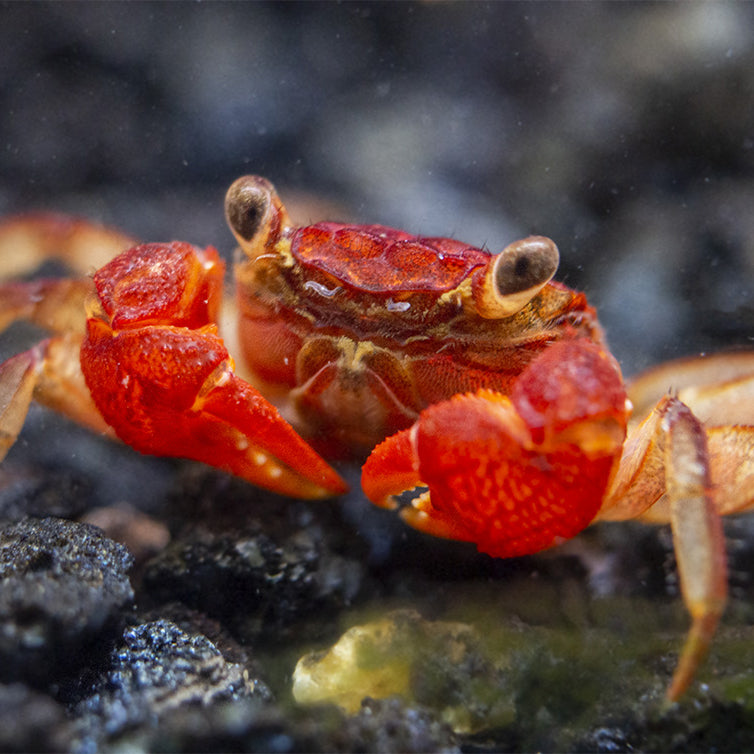 Lars's Maroon Red Vampire Crab (Geosesarma larsi)