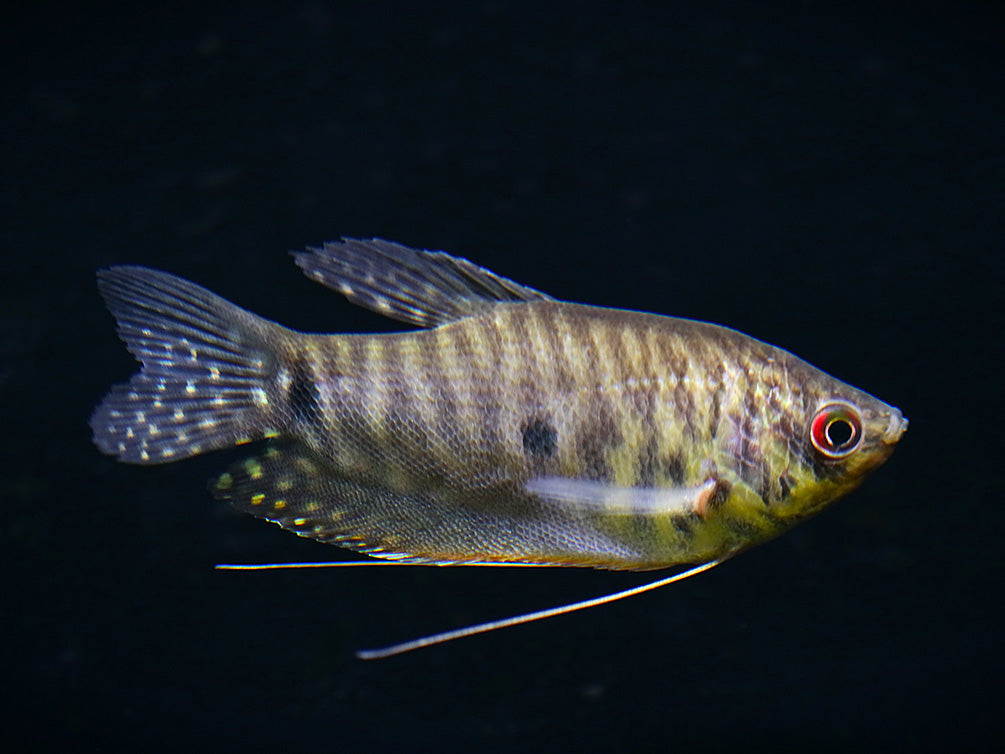 Lavender Gourami (Trichopodus trichopterus) Tank Bred Fish