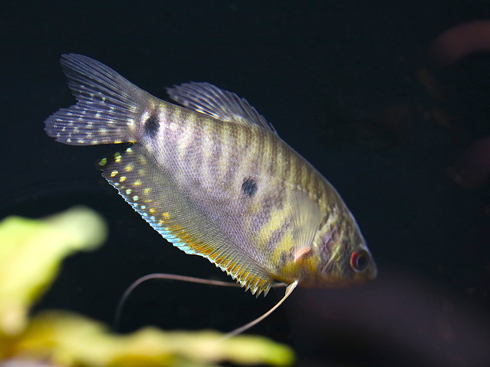 Lavender Gourami (Trichopodus trichopterus) Tank Bred