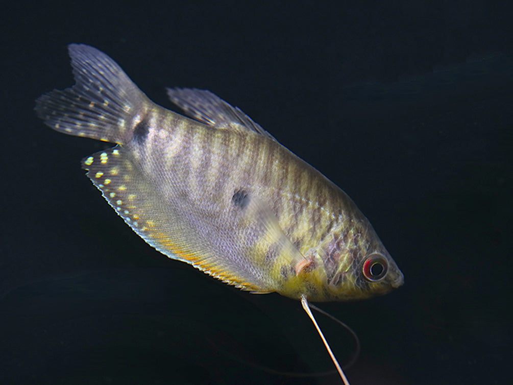 Lavender Gourami (Trichopodus trichopterus) Tank Bred