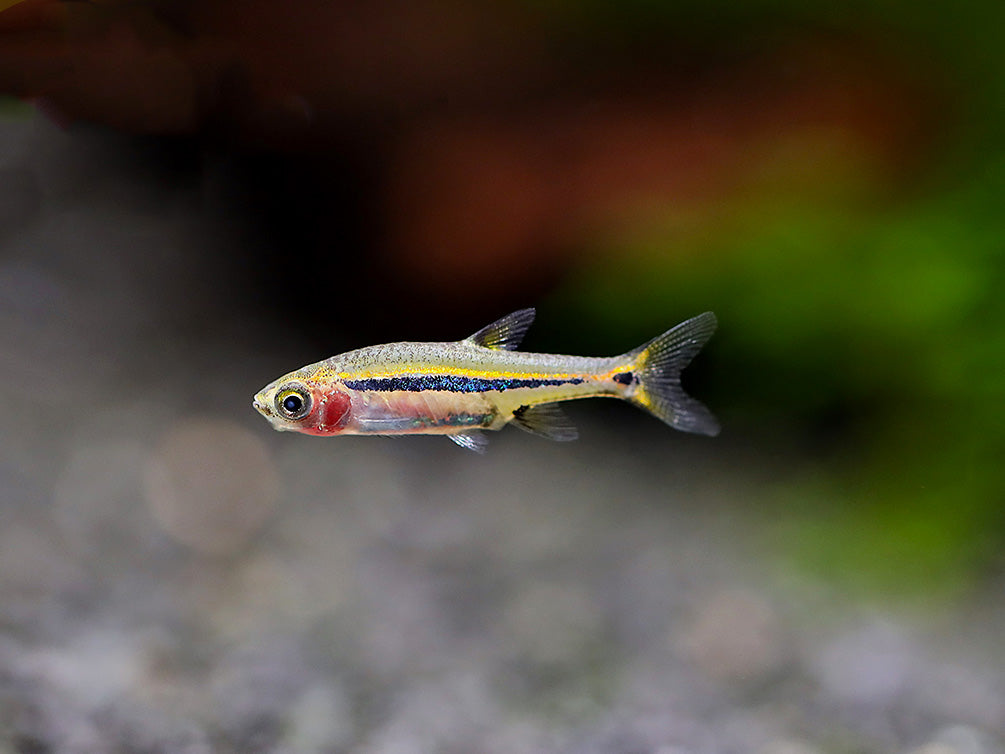 Least Rasbora - School of 3