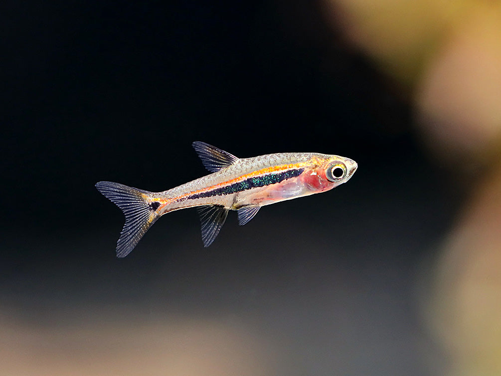 Least Rasbora (Boraras urophthalmoides)