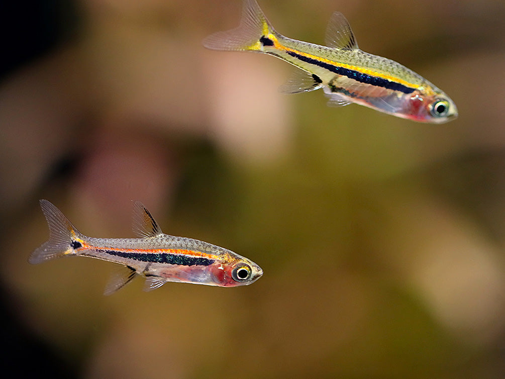 Least Rasbora (Boraras urophthalmoides)