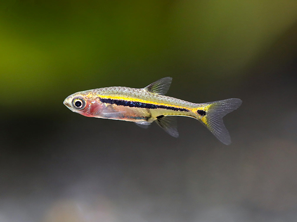 Least Rasbora (Boraras urophthalmoides)