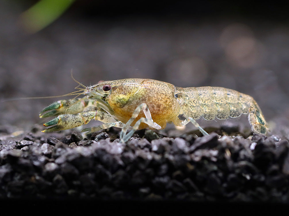 Least Dwarf Crayfish/Mini Lobster (Cambarellus diminutus), Tank-Bred