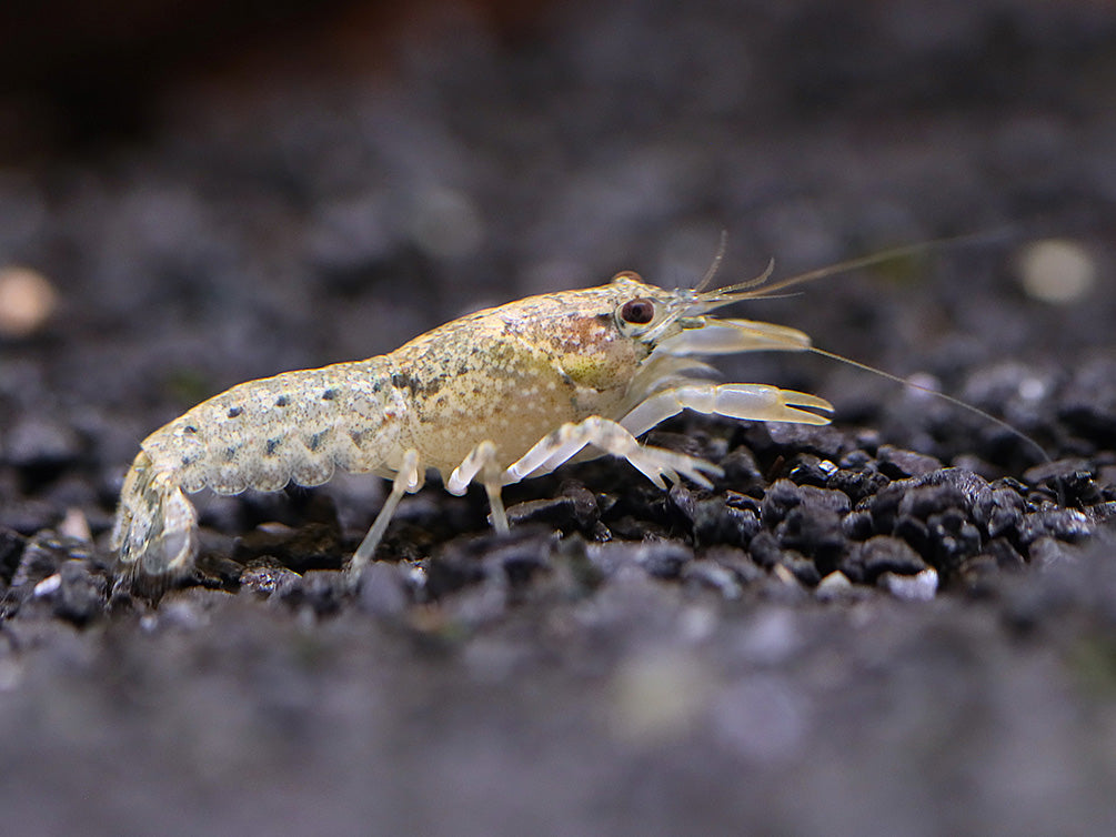 Least Dwarf Crayfish/Mini Lobster (Cambarellus diminutus), Tank-Bred