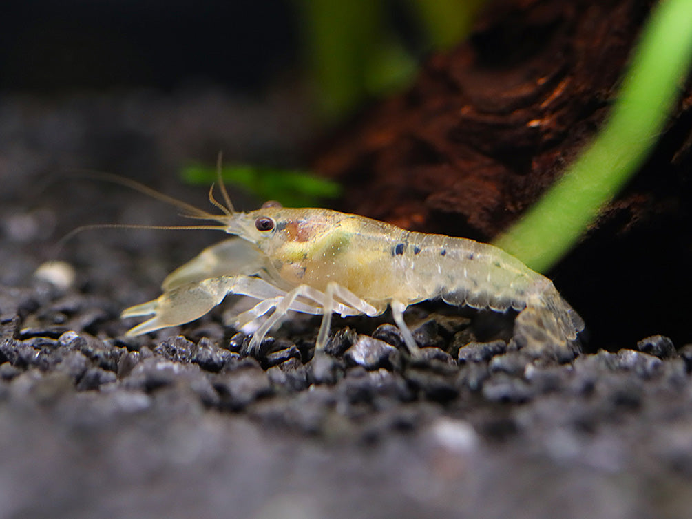 Least Dwarf Crayfish/Mini Lobster (Cambarellus diminutus), Tank-Bred B-Grade Crayfish