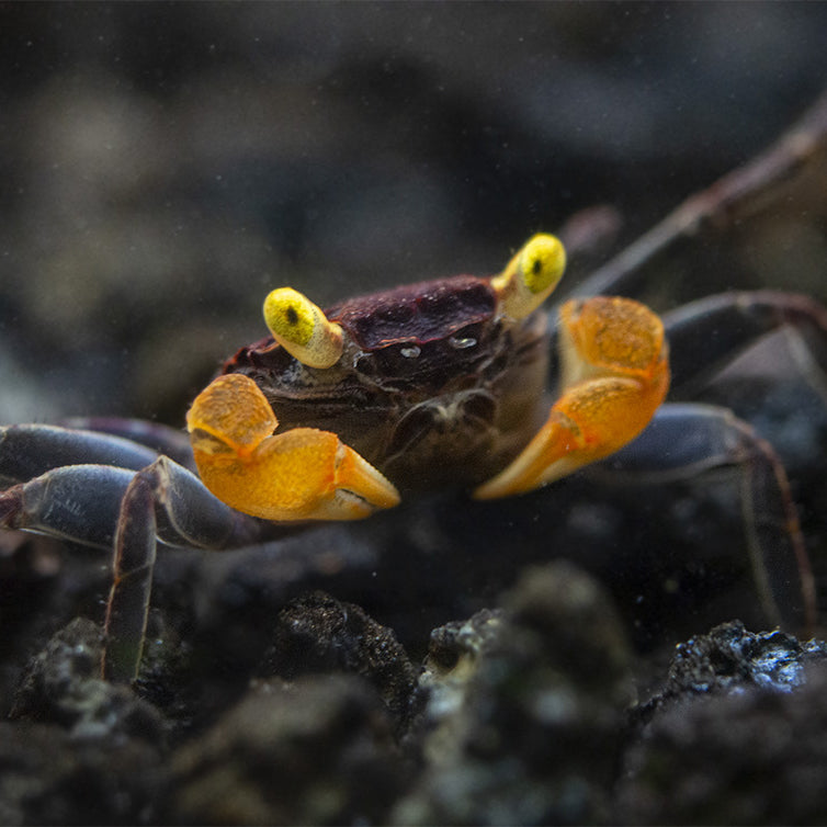 Lecaude Vampire Crab (Geosesarma sp.)