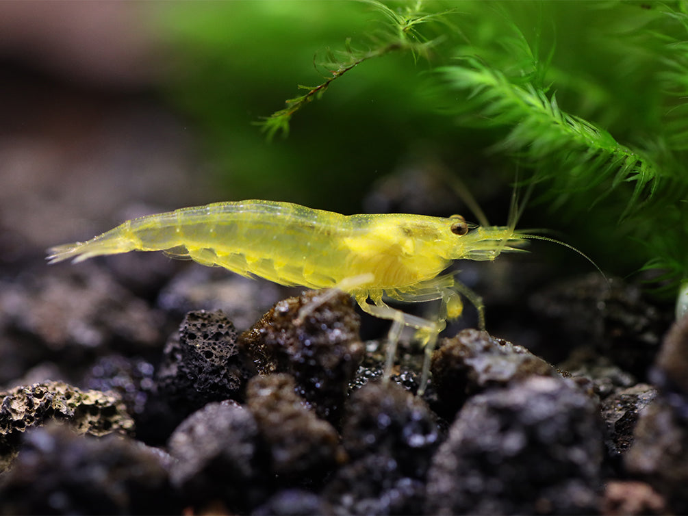 Colorful Amano Shrimp Combo Pack – Lemon Yellow, Sun Orange & Snow Variants (Tank-Bred)