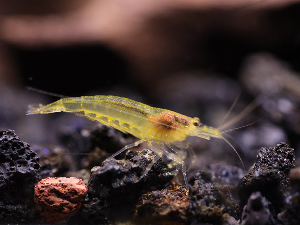 Lemon Yellow Amano Shrimp (Caridina multidentata "Lemon")- Tank Bred