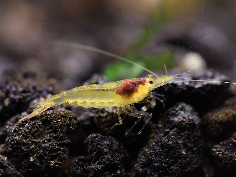 Lemon Yellow Amano Shrimp (Caridina multidentata "Lemon")- Tank Bred