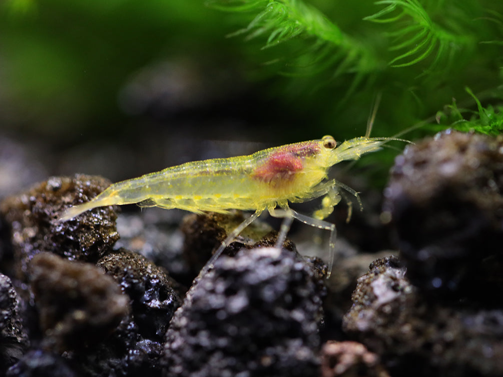 Lemon Yellow Amano Shrimp (Caridina multidentata "Lemon")- Tank Bred