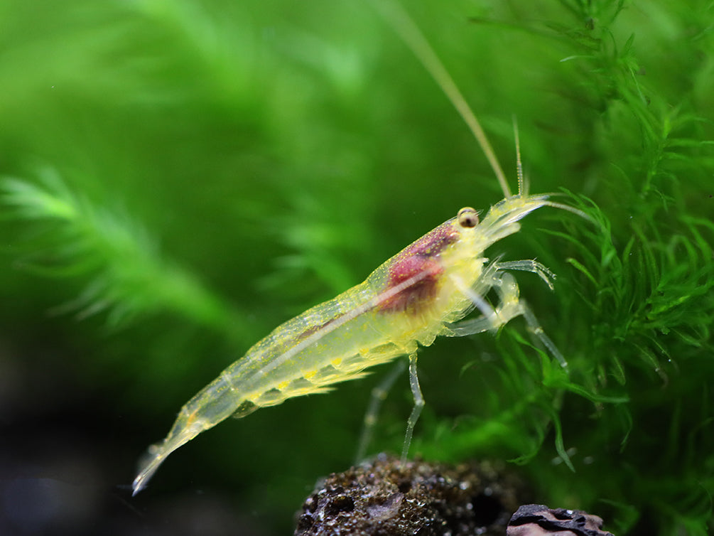 Lemon Yellow Amano Shrimp (Caridina multidentata "Lemon")- Tank Bred