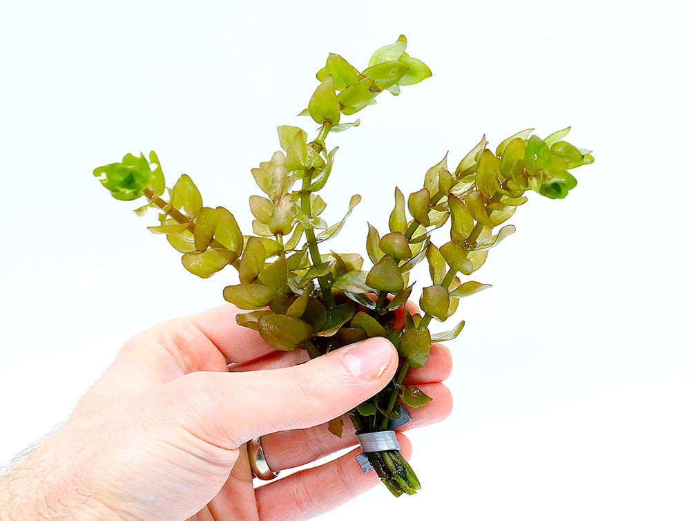 Lemon Bacopa (Bacopa caroliniana) – Aquatic Arts