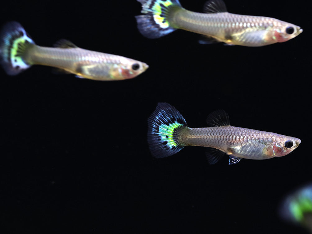 Leopard Guppy (Poecilia reticulata) - Tank Bred