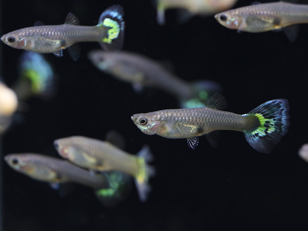 Leopard Guppy (Poecilia reticulata) - Tank Bred