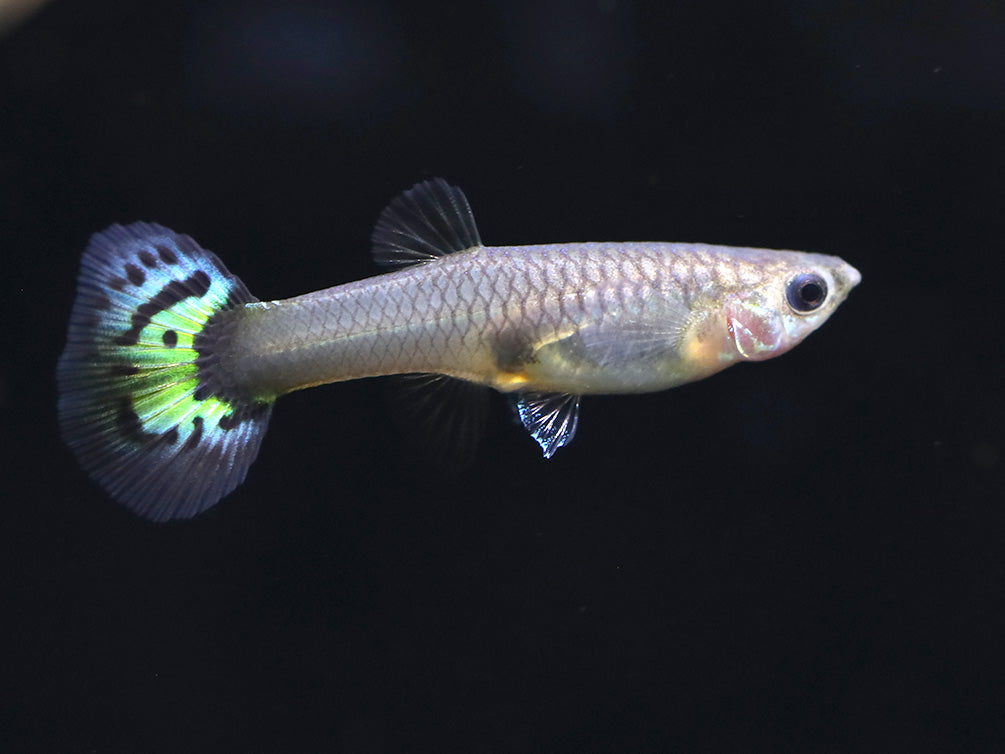 Leopard Guppy (Poecilia reticulata) - Tank Bred