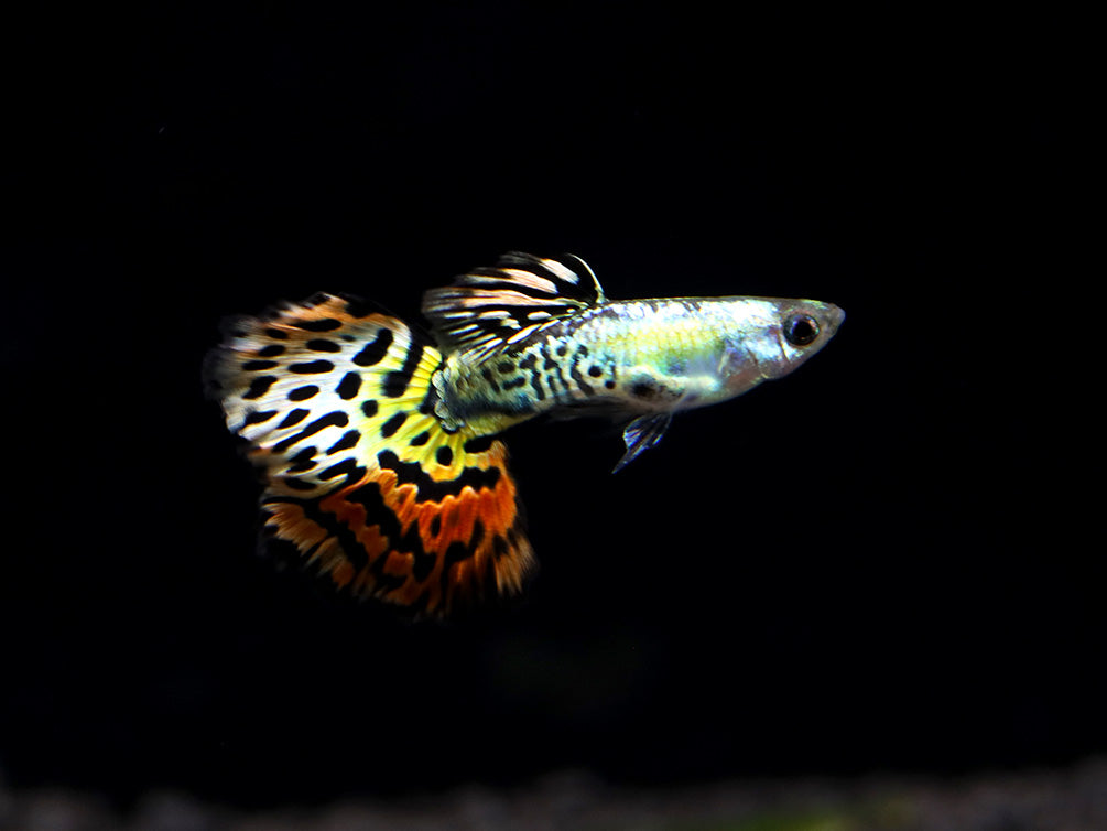 Leopard Guppy (Poecilia reticulata) - Tank Bred