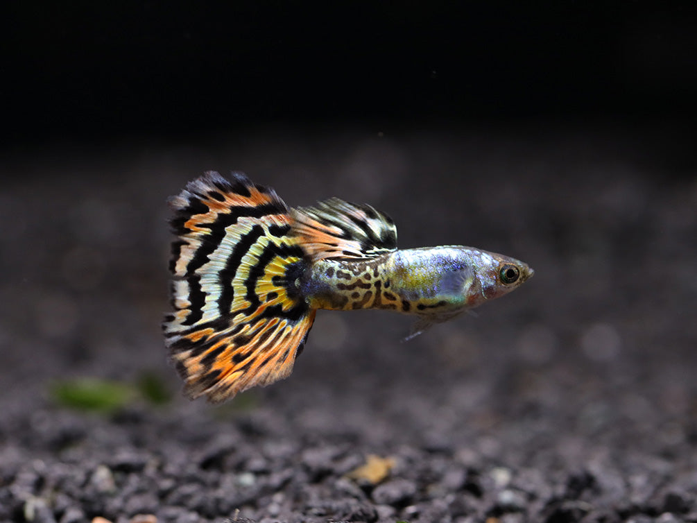 Leopard Guppy (Poecilia reticulata) - Tank Bred