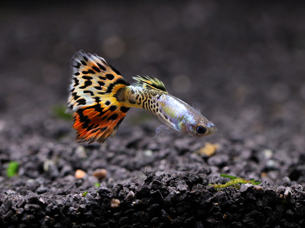 Leopard Guppy (Poecilia reticulata) - Tank Bred