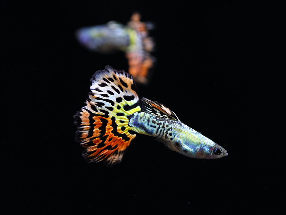 Leopard Guppy (Poecilia reticulata) - Tank Bred