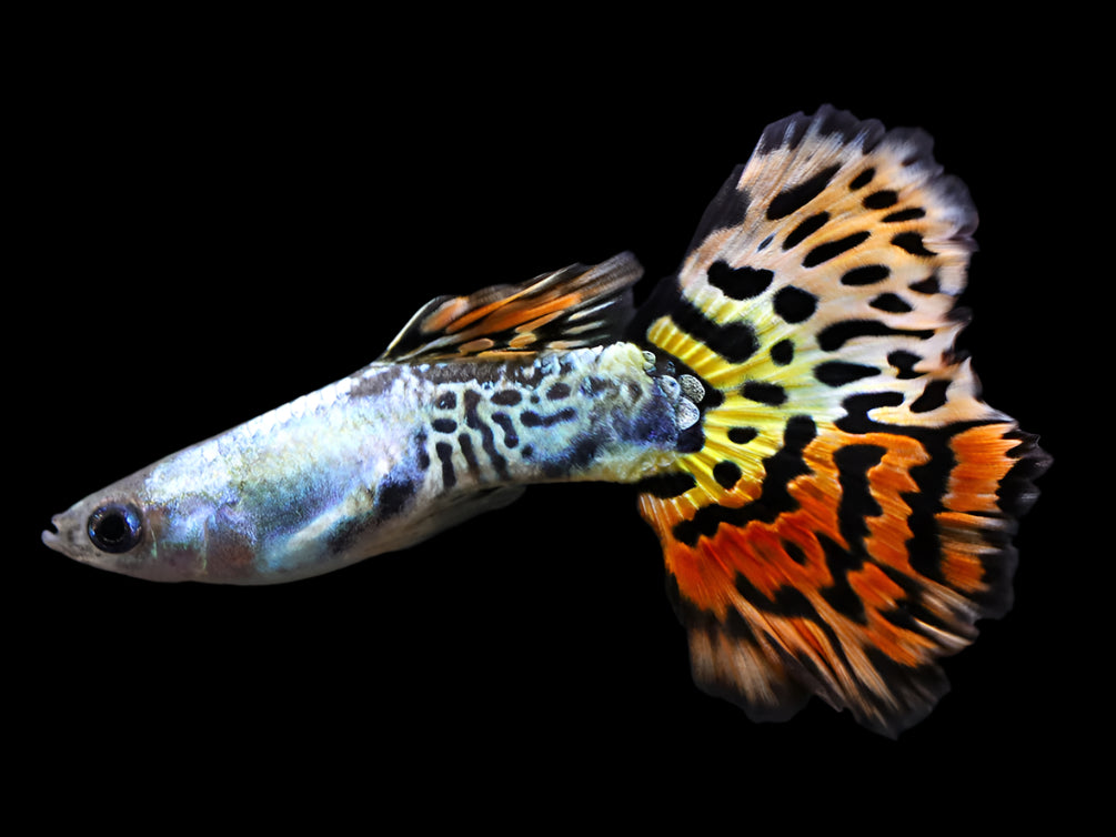 Leopard Guppy (Poecilia reticulata) - Tank Bred – Aquatic Arts