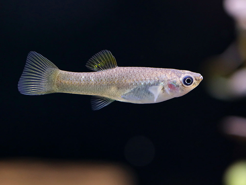 Liberty Molly (Poecilia salvatoris) – Locally Bred