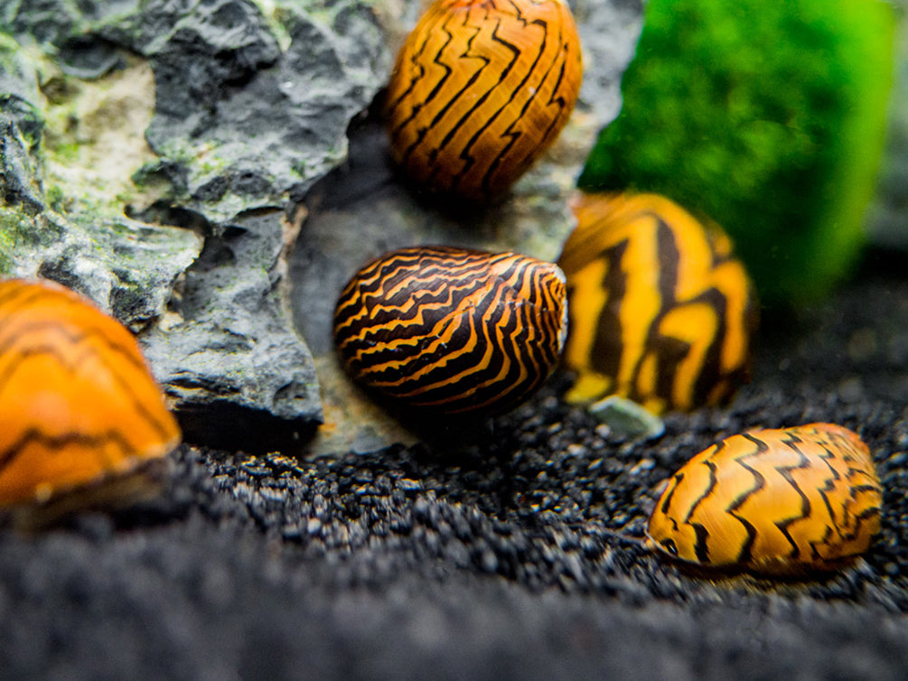 Lightning Bolt Nerite Snail (Neritodryas dubia)