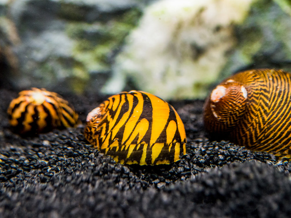 Lightning Bolt Nerite Snail (Neritodryas dubia)