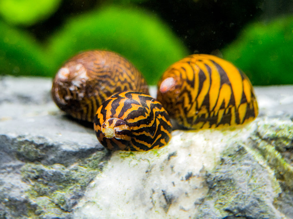 Lightning Bolt Nerite Snail (Neritodryas dubia)