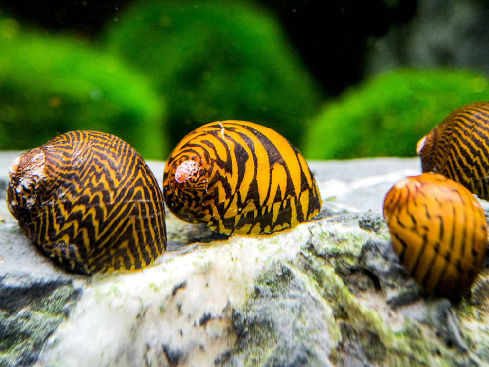 Lightning Bolt Nerite Snail (Neritodryas dubia)